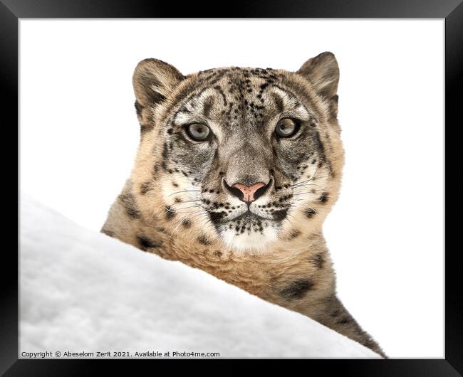 Resting Snow Leopard III Framed Print by Abeselom Zerit