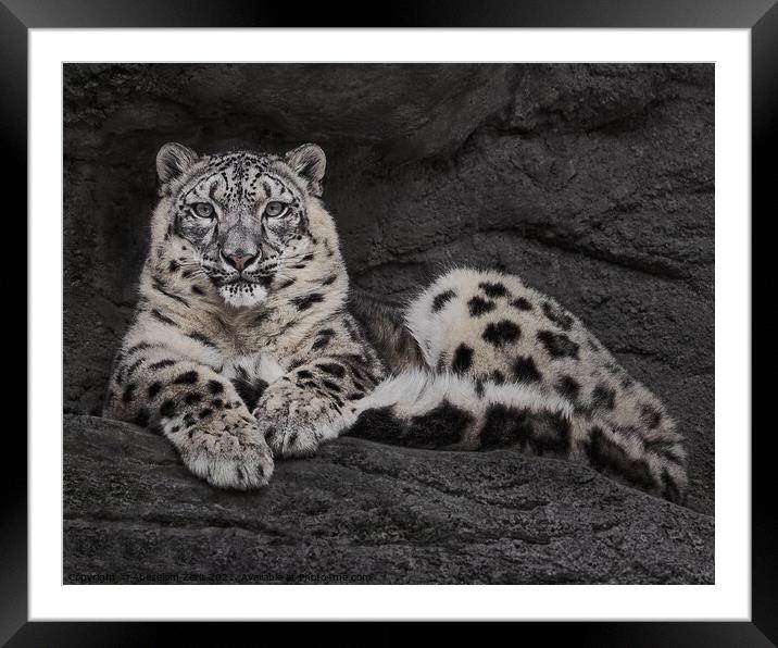 Resting Snow Leopard Framed Mounted Print by Abeselom Zerit