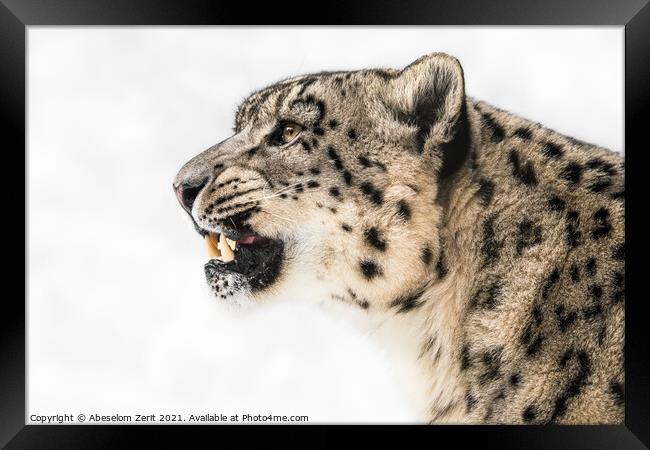 Snow Leopard in Profile Framed Print by Abeselom Zerit