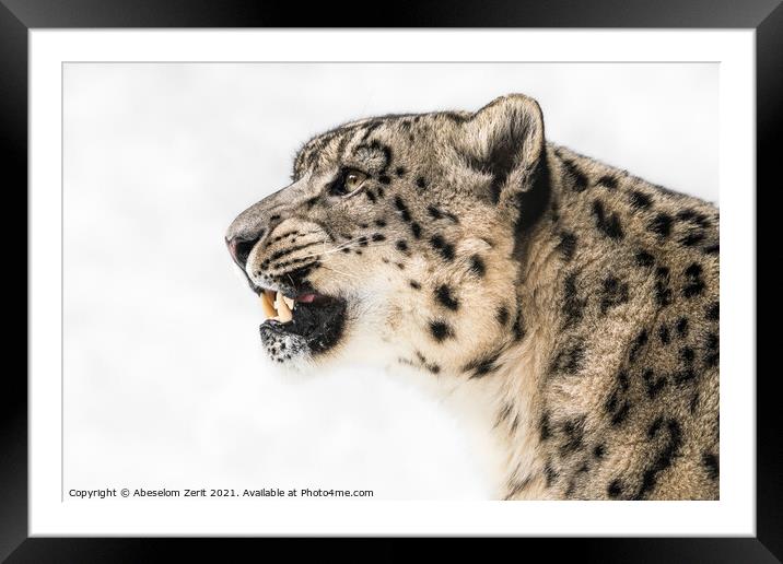 Snow Leopard in Profile Framed Mounted Print by Abeselom Zerit