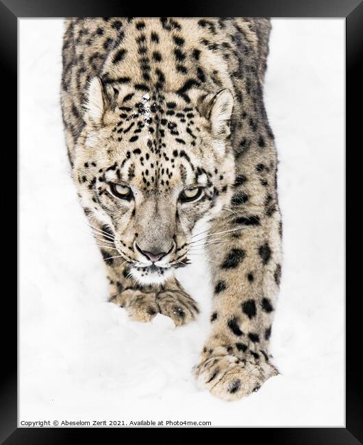 Snow Leopard on the Prowl X Framed Print by Abeselom Zerit