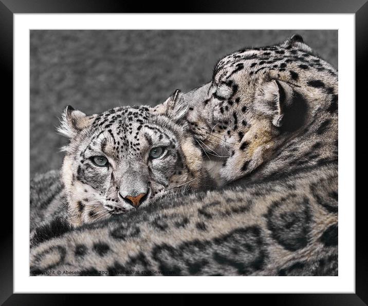Snow Leopard Pair V Framed Mounted Print by Abeselom Zerit