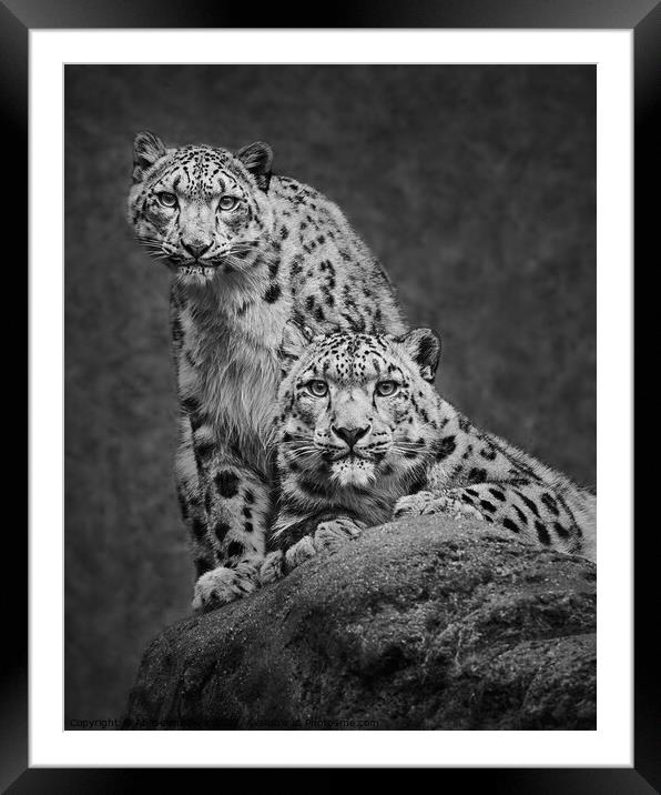 Snow Leopard Pair Framed Mounted Print by Abeselom Zerit