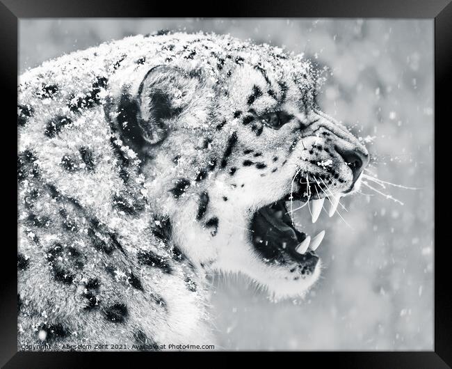 Snow Leopard In Snow Storm II Framed Print by Abeselom Zerit