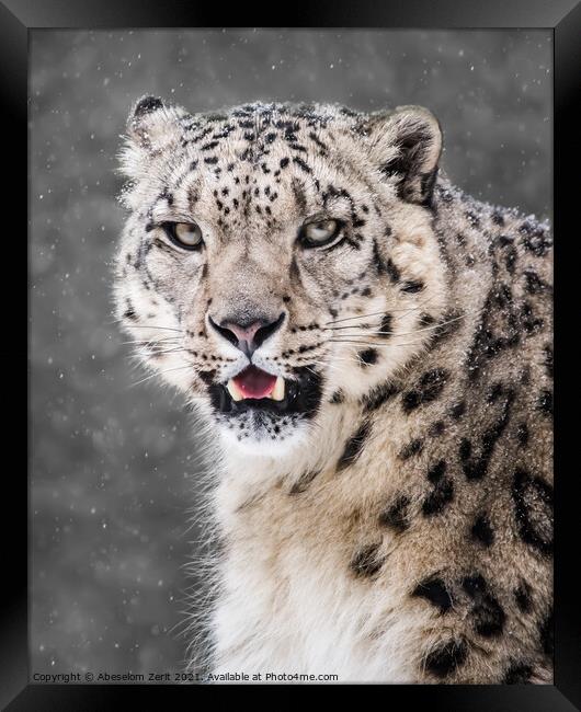 Snow Leopard in Snow Storm VI Framed Print by Abeselom Zerit