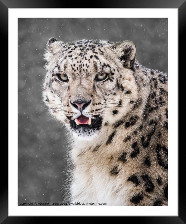 Snow Leopard in Snow Storm VI Framed Mounted Print by Abeselom Zerit
