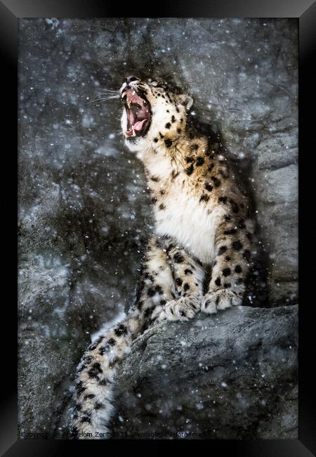 Snow Leopard In Snow Storm Framed Print by Abeselom Zerit