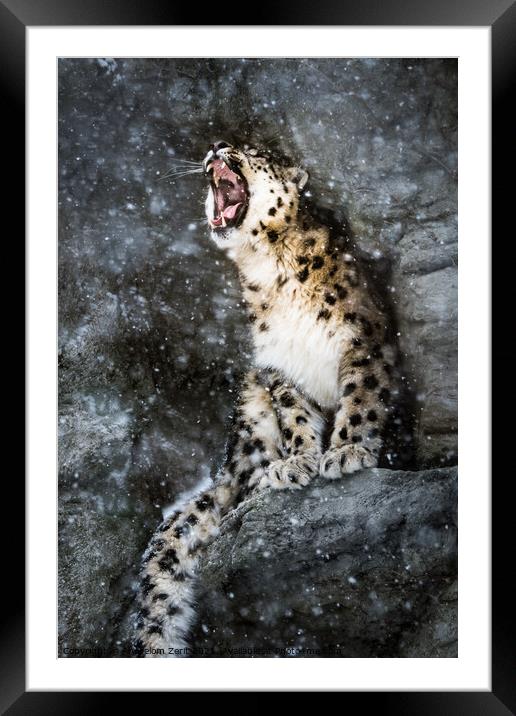 Snow Leopard In Snow Storm Framed Mounted Print by Abeselom Zerit