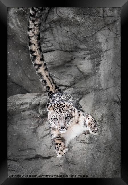 Snow Leopard Wall Bounce Framed Print by Abeselom Zerit