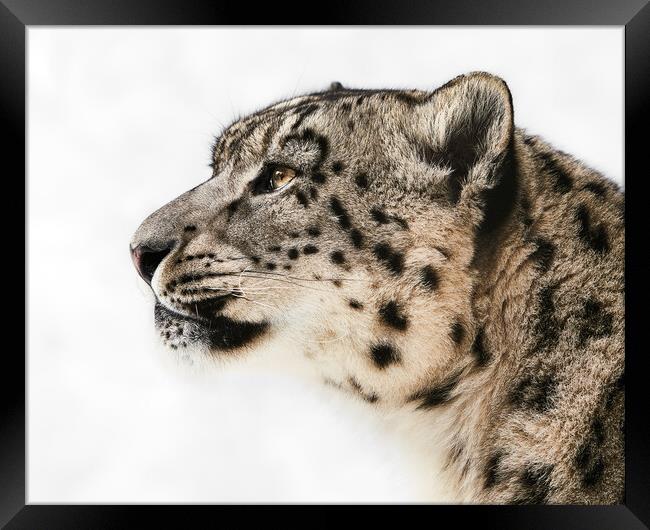 Snow Leopard in Profile II Framed Print by Abeselom Zerit
