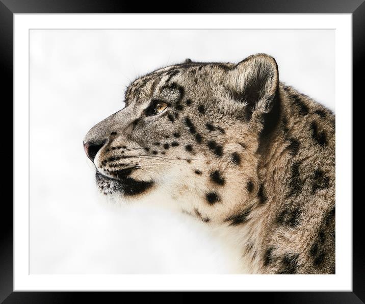 Snow Leopard in Profile II Framed Mounted Print by Abeselom Zerit