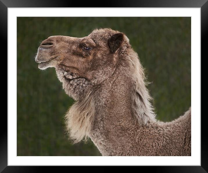 Dromedary Camel IV Framed Mounted Print by Abeselom Zerit