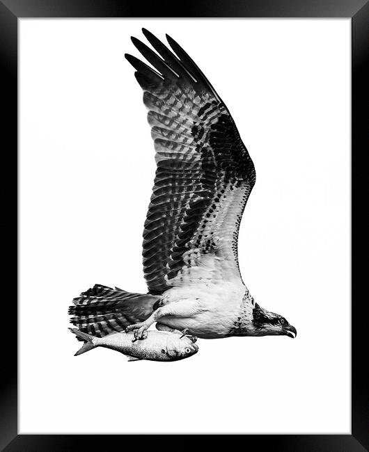 Osprey Catch IX Framed Print by Abeselom Zerit
