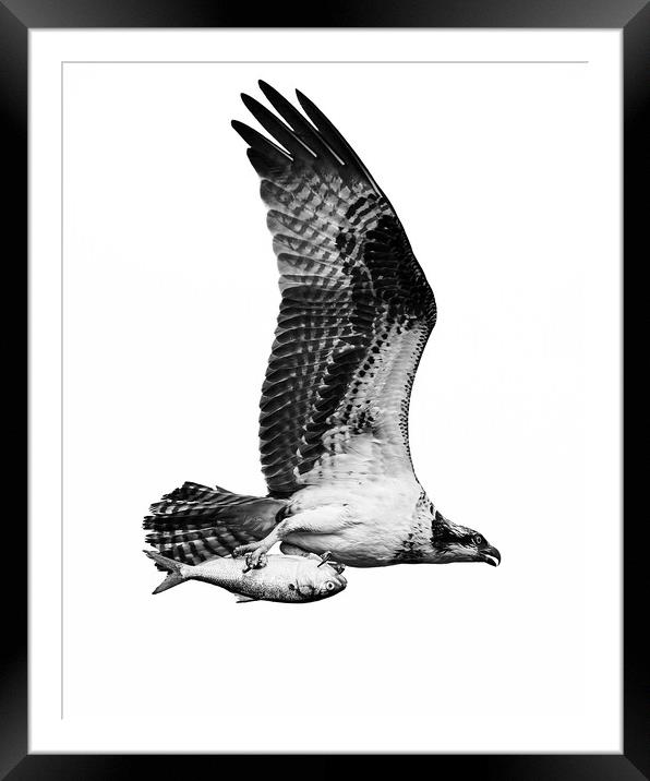 Osprey Catch IX Framed Mounted Print by Abeselom Zerit