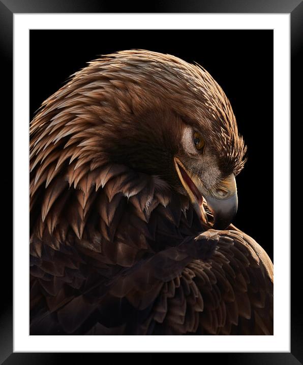 Golden Eagle VI Framed Mounted Print by Abeselom Zerit