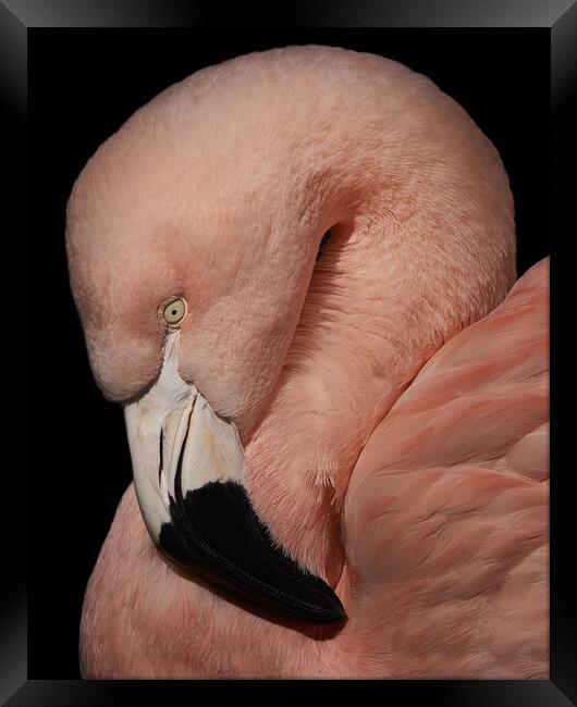 Flamingo Closeup V Framed Print by Abeselom Zerit