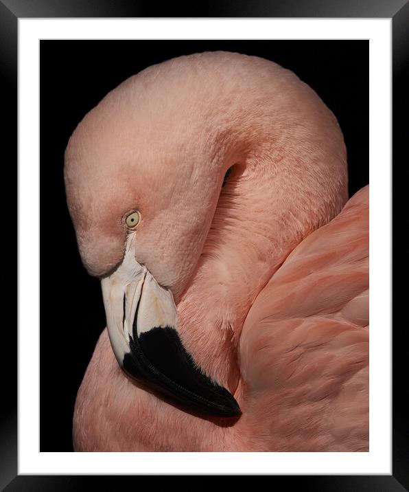 Flamingo Closeup V Framed Mounted Print by Abeselom Zerit