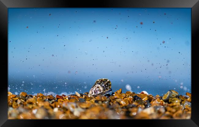 Oyster of Whitstable  Framed Print by Kia lydia