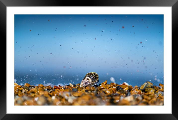 Oyster of Whitstable  Framed Mounted Print by Kia lydia