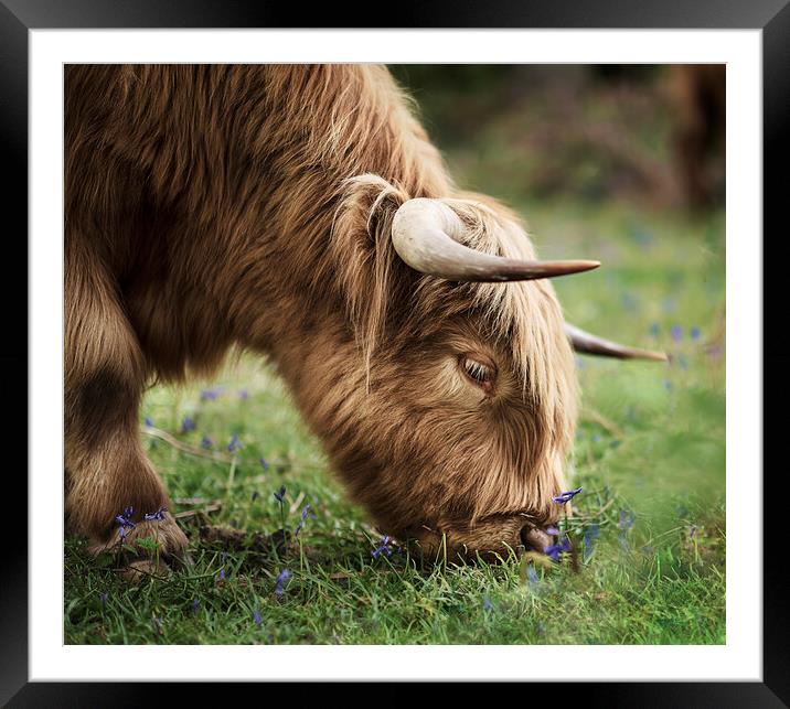 Highland Cow Framed Mounted Print by Kia lydia