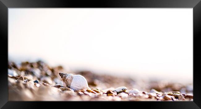 Shells on the beach Framed Print by Kia lydia