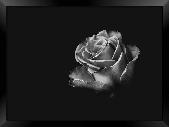 Black and White Rose Framed Print by Kia lydia