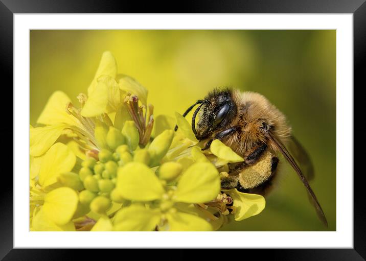 The Bee and the Flower Framed Mounted Print by Kia lydia