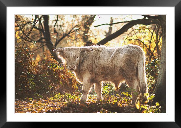A Highland Cow Framed Mounted Print by Kia lydia