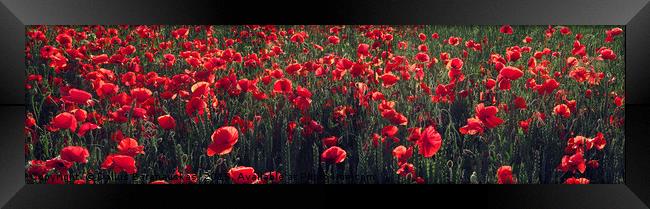 Red blooming poppy field in the summer Framed Print by Dalius Baranauskas