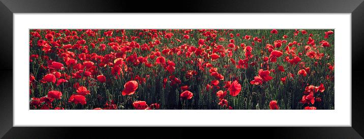 Red blooming poppy field in the summer Framed Mounted Print by Dalius Baranauskas