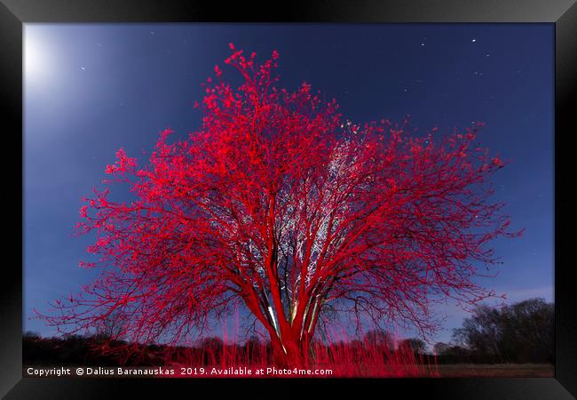 The Red tree Framed Print by Dalius Baranauskas
