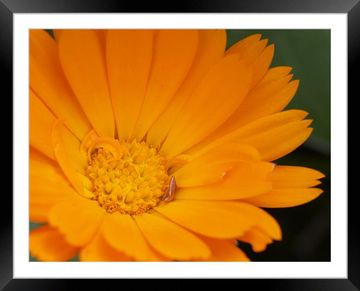 Flower Framed Mounted Print by Michael Carn