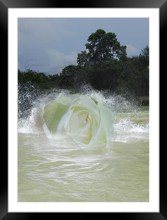 Arose A Rose Framed Mounted Print by Michael Carn
