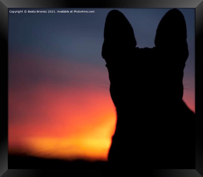 Sunset with a French Bulldog Framed Print by Beata Bronisz