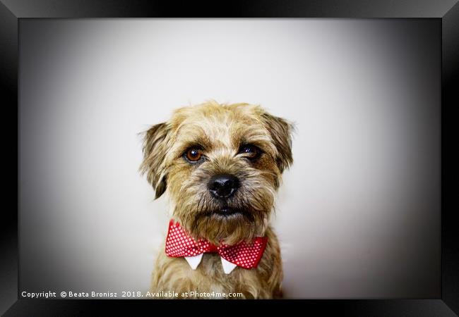 Cute Border Terrier portrait   Framed Print by Beata Bronisz