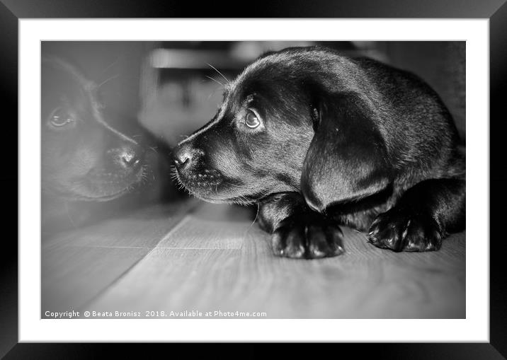Black and white puppy Labrador  Framed Mounted Print by Beata Bronisz