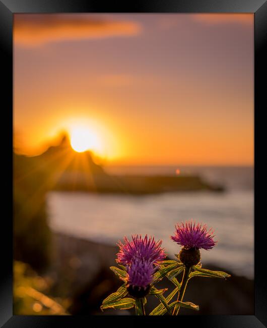Purple Flowers looking out to the Sunset Harbour Framed Print by Steven Fleck