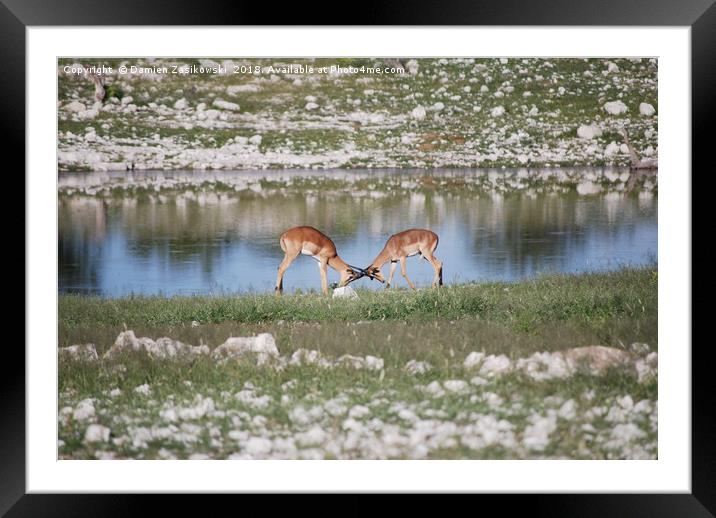 Dueling by the lake Framed Mounted Print by Damien Zasikowski