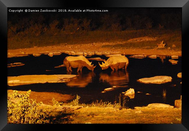 Romantic rhinos taking a cool evening dip Framed Print by Damien Zasikowski