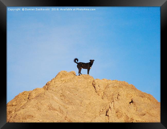Stray dog climbs a rock in Aswan, Egypt Framed Print by Damien Zasikowski