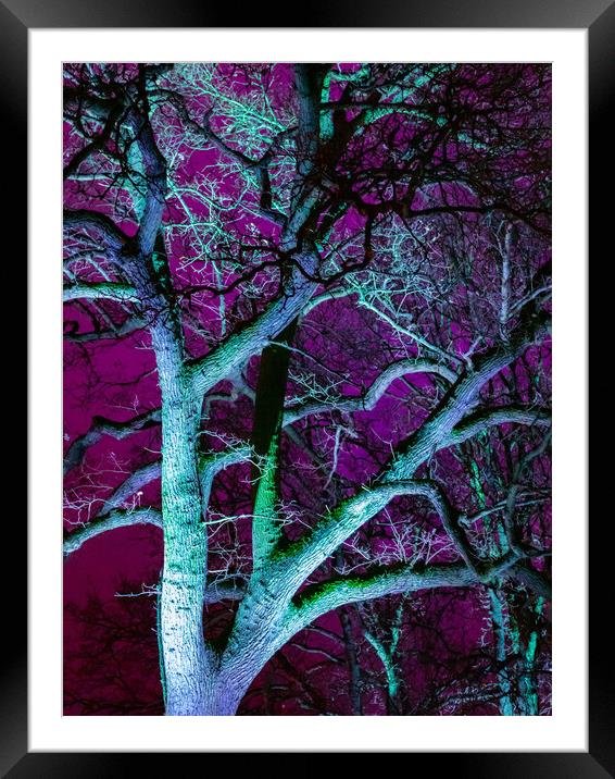 Tree in Purple Framed Mounted Print by David Jeffery