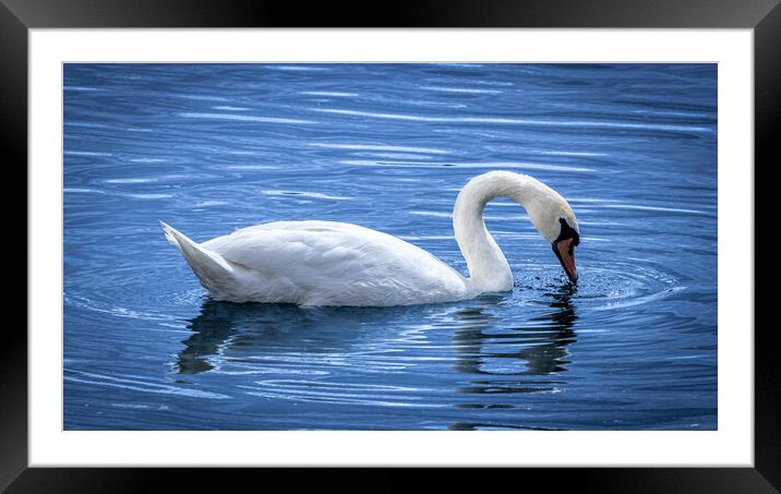 White Swan Framed Mounted Print by David Jeffery