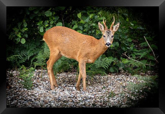 Roe Deer on the shore of Loch Sheil. Framed Print by David Jeffery