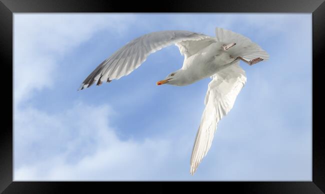 Gull in flight, Isle of Mull Framed Print by David Jeffery