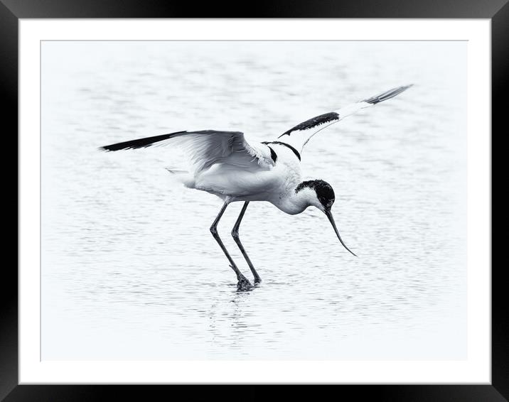 Avocet Framed Mounted Print by David Jeffery