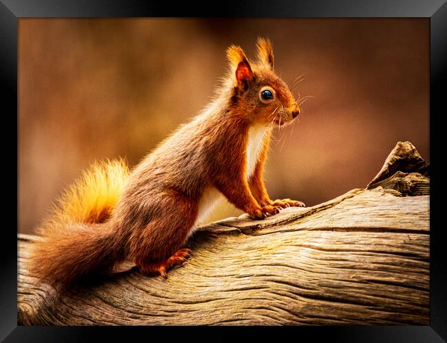 Red Squirrel Framed Print by David Jeffery