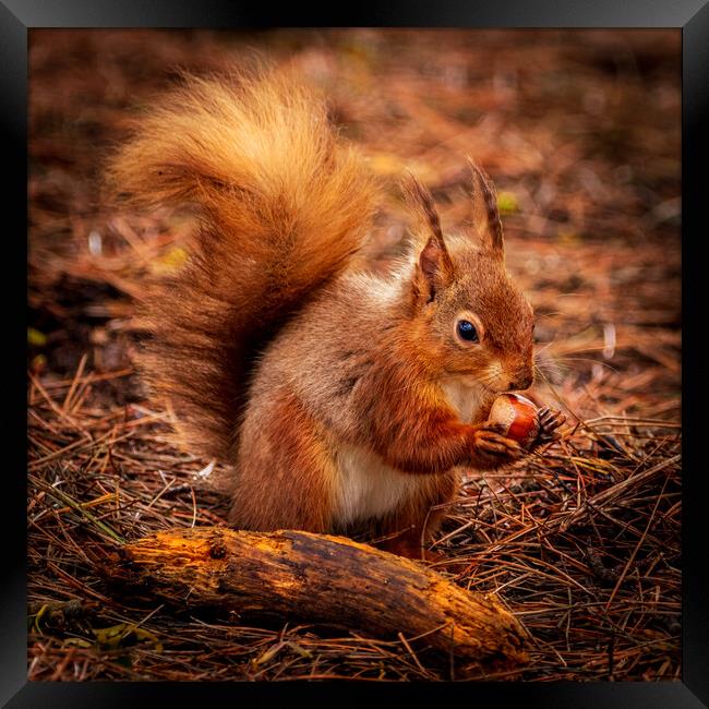 Red Squirrel eating a Hazelnut Framed Print by David Jeffery