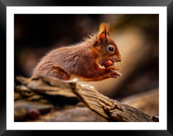 Red Squirrel about to run Framed Mounted Print by David Jeffery