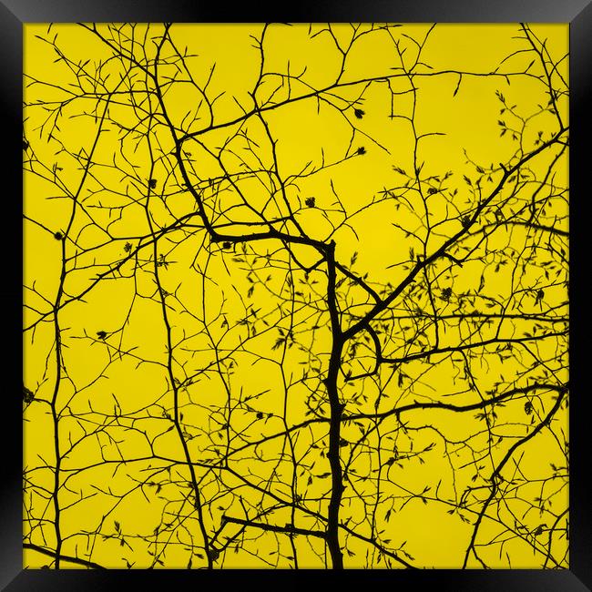 Epping Forest Tree Canopy in Yellow Framed Print by David Jeffery