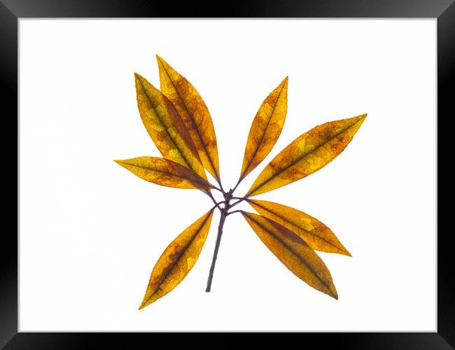 Dried Pieris Leaves Framed Print by David Jeffery